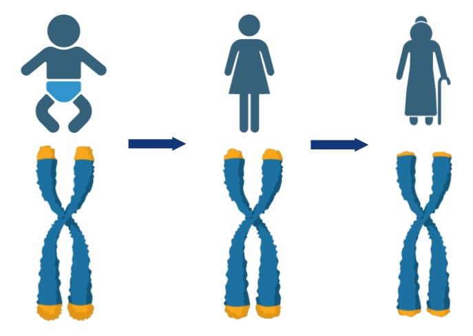 Asociación encontrada entre la edad y la longitud de los telómeros 