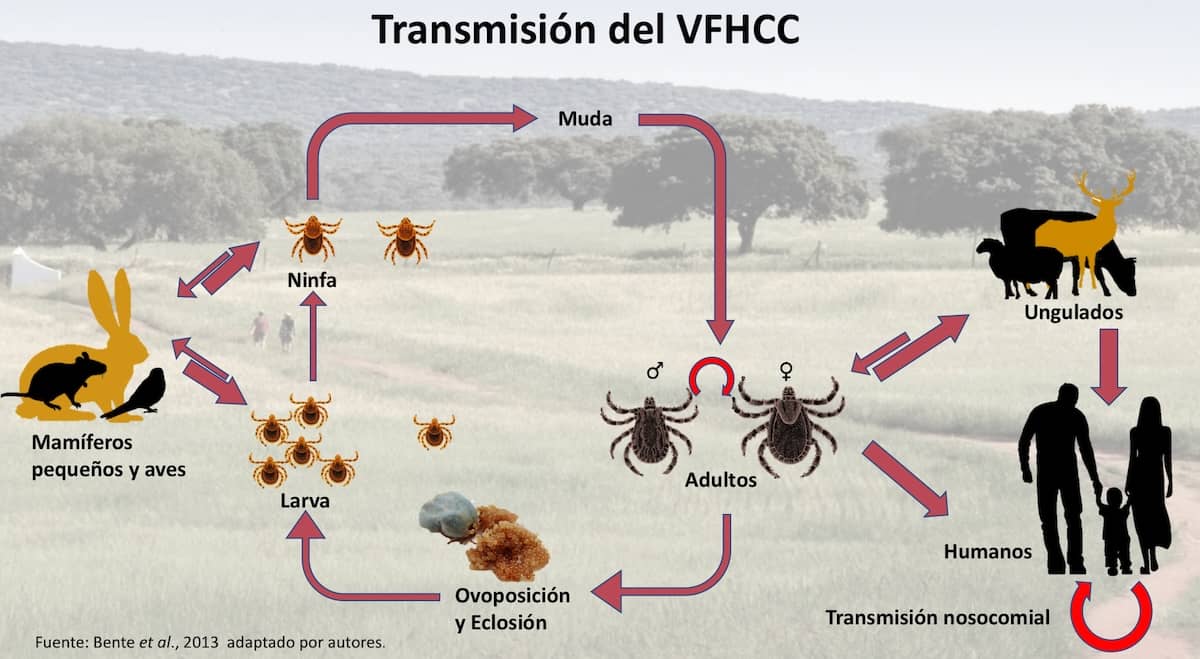 Ciclo biológico de las garrapatas y transmisión vertical y horizontal del virus de la fiebre hemorrágica de Crimea-Congo (FHCC).